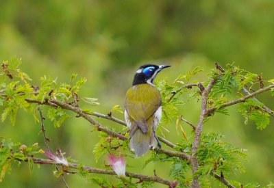 Blue-faced Honeyeater - Entomyzon cyanotis