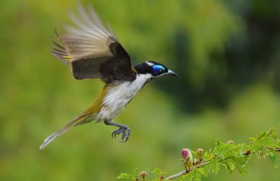 Blue-faced Honeyeater - Entomyzon cyanotis