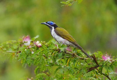 Blue-faced Honeyeater - Entomyzon cyanotis