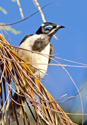 Blue-faced Honeyeater - Entomyzon cyanotis