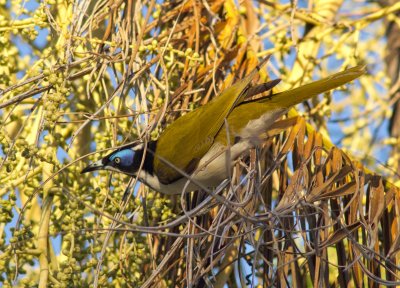 Blue-faced Honeyeater - Entomyzon cyanotis