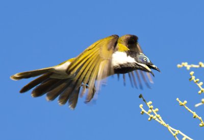 Blue-faced Honeyeater - Entomyzon cyanotis