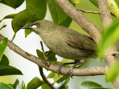 White-gaped Honeyeater Lichenostomus unicolor