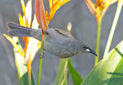 White-gaped Honeyeater Lichenostomus unicolor