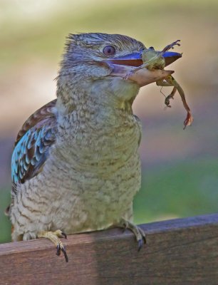 Blue- Winged Kookaburra - Dacelo leachii