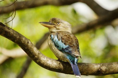 Blue- Winged Kookaburra - Dacelo leachii