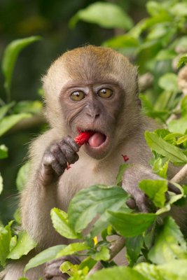  Long-tailed macaques - Macaca fascicularis