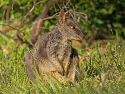 Allied Rock Wallaby - Petrogale assimilis