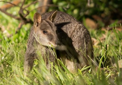 Allied  Rock Wallaby - Petrogale assimilis