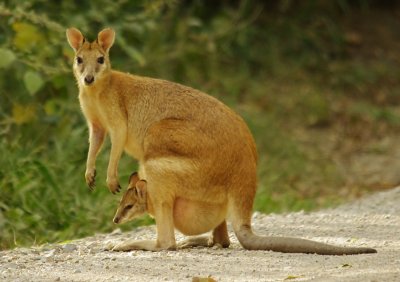 Agile Wallaby -  Macropus agilis