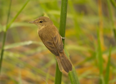 Clamorous Reed Warbler -Acrocephalus stentoreus