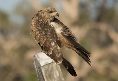 Black Kite - Milvus migrans