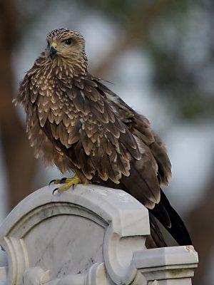Black Kite - Milvus migrans