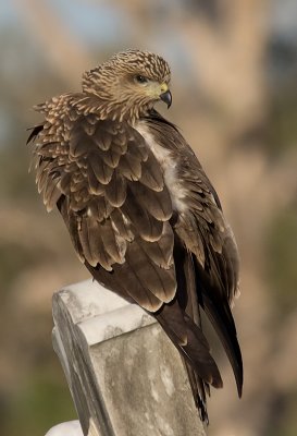 Black Kite - Milvus migrans