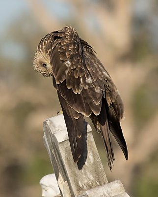 Black Kite - Milvus migrans