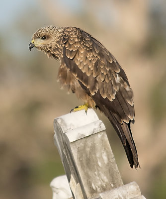 Black Kite - Milvus migrans