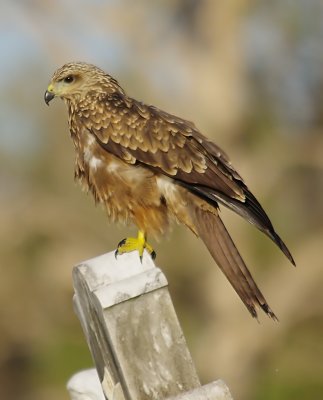 Black Kite - Milvus migrans