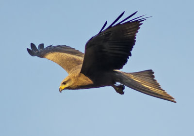 Black Kite - Milvus migrans