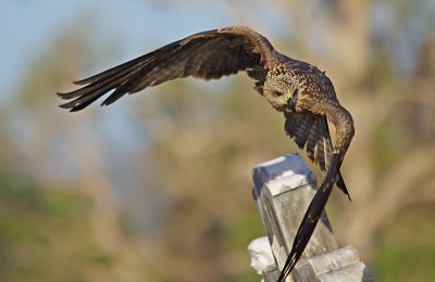 Black Kite - Milvus migrans