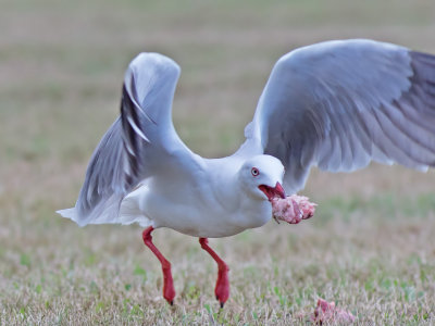 Silver Gull - Larus novaehollandiae