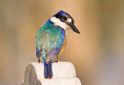 Forest Kingfisher - Todiramphus macleayii