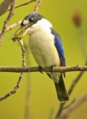 TForest Kingfisher - Todiramphus macleayii