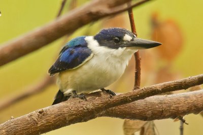 Forest Kingfisher - Todiramphus macleayii