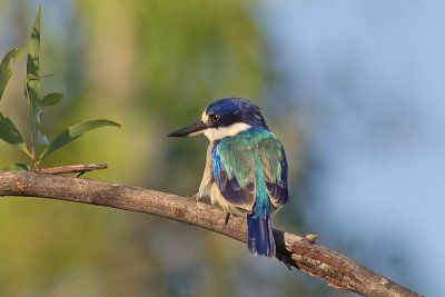 Forest Kingfisher - Todiramphus macleayii