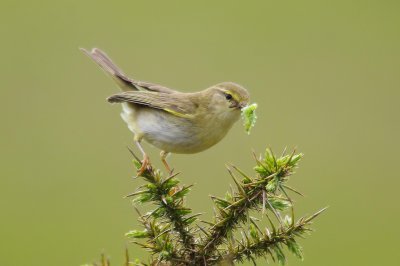 Willow Warbler - Phylloscopus trochilus