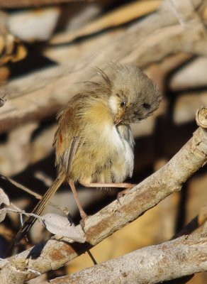 Red-backed Fairy-wren  Malurus melanocephalus