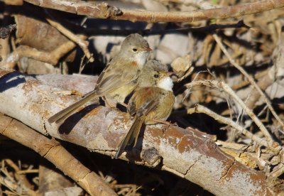 Red-backed Fairy-wren  Malurus melanocephalus