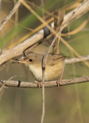 Red-backed Fairy-wren  Malurus melanocephalus