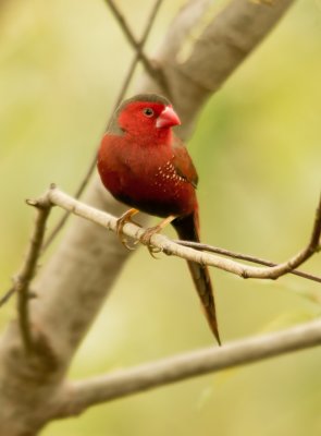 Crimson Finch -  Neochmia phaeton phaeton