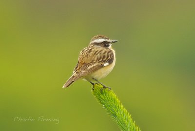 Whinchat - Saxicola rubetra