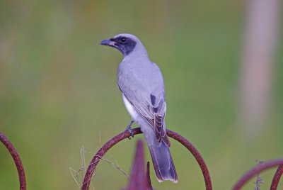  Black-faced Cuckoo-shrike  Coracina novaehollandiae