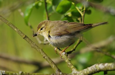 Willow Warbler - Phylloscopus trochilus