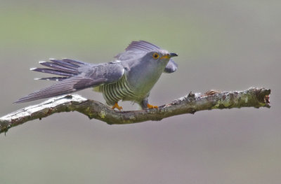 Cuckoo - Cuculus canorus 42