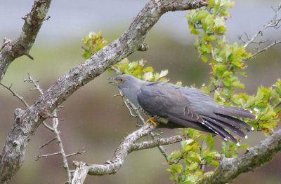 Cuckoo - Cuculus canorus 45