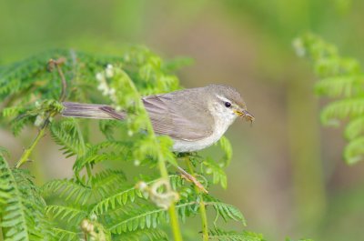 Willow Warbler - Phylloscopus trochilus