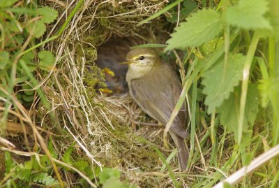 Willow Warbler - Phylloscopus trochilus