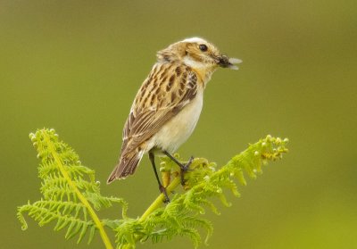 Whinchat