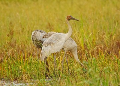 Grus rubicunda