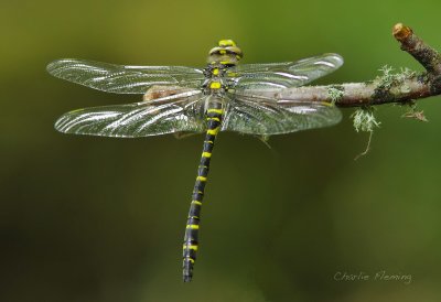 Golden Ringed  Dragonfly
