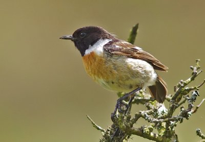 Stonechat