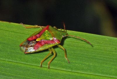 Juniper Shieldbug - Cyphostethus tristriatus 