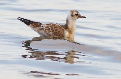 Black Headed Gull - (Chroicocephalus ridibundus)