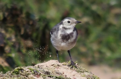 Pied Wagtail - Motacilla alba yarelii