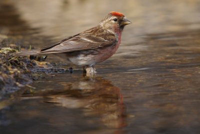 Redpoll - Carduelus cabaret
