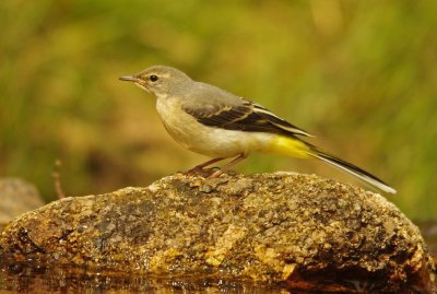 Grey Wagtail - Motacia cinerea