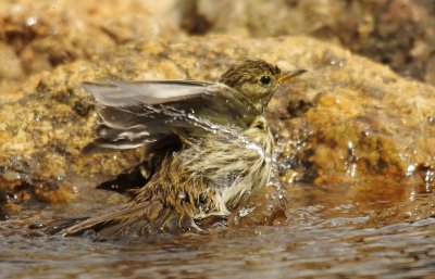 Meadow pipits - Anthus pratensis
